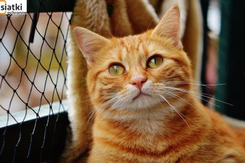 Siatki Wisła - Tania siatka dla kota na balkon dla terenów Miasta Wisła
